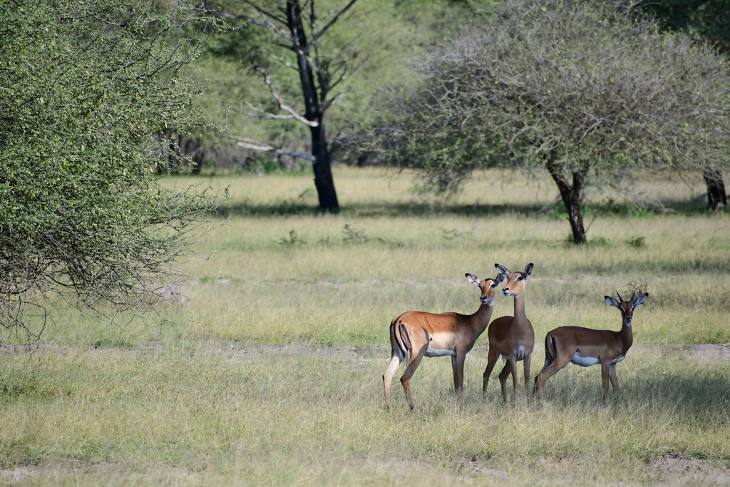 Selous NP